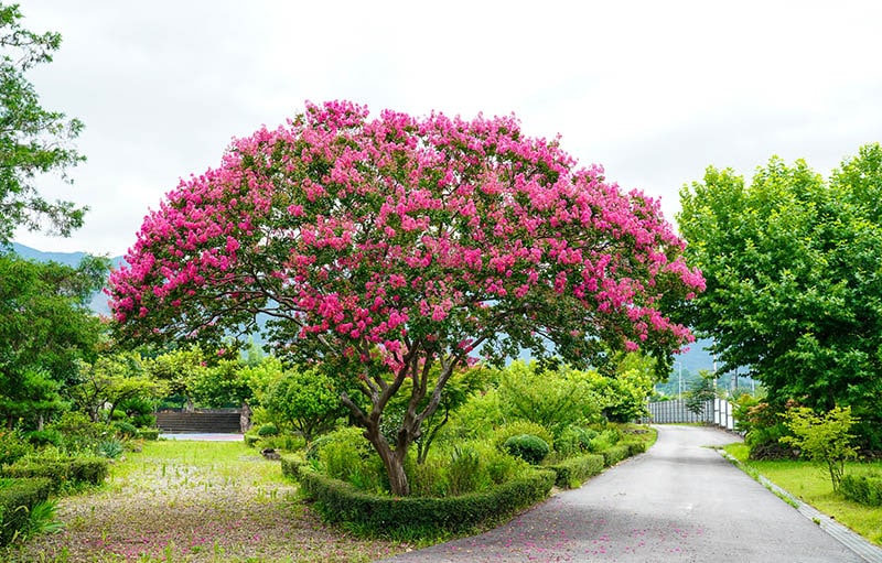 crape myrtle tree