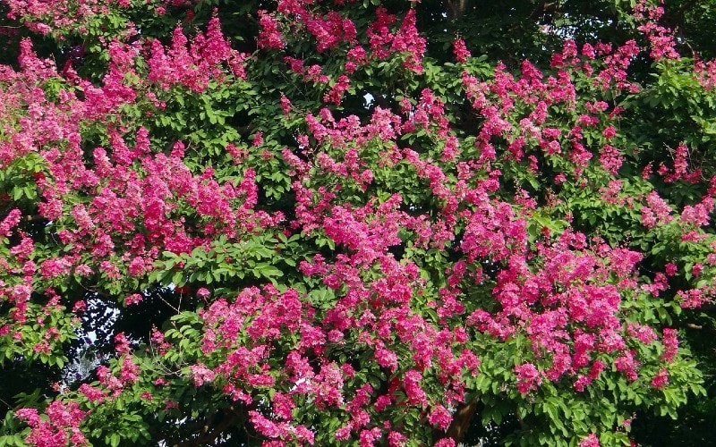 crape myrtle