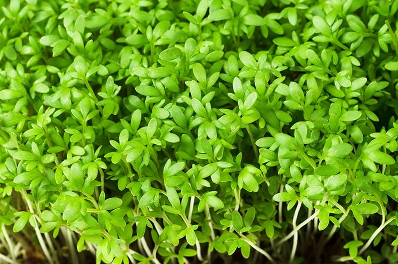 cress microgreens