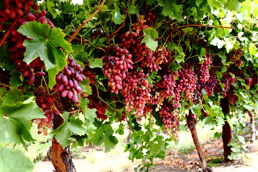 How Long Does It Take for Grape Vines to Produce Grapes? 5 Factors ...