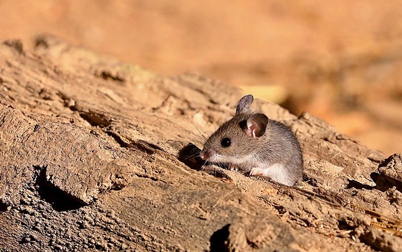 ratón ciervo en una roca