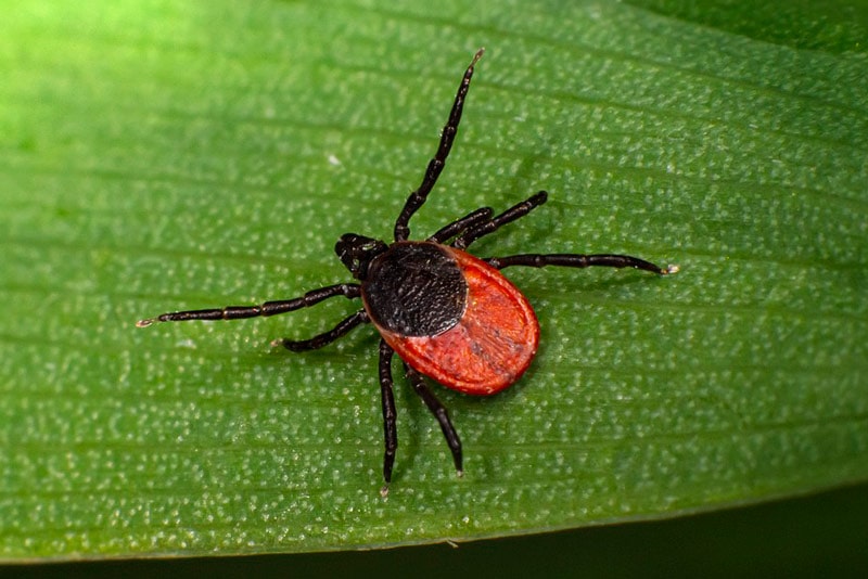 8 Types of Ticks in Texas (With Pictures) | House Grail