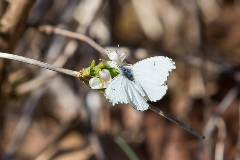 Falcate Orangetip butterfly