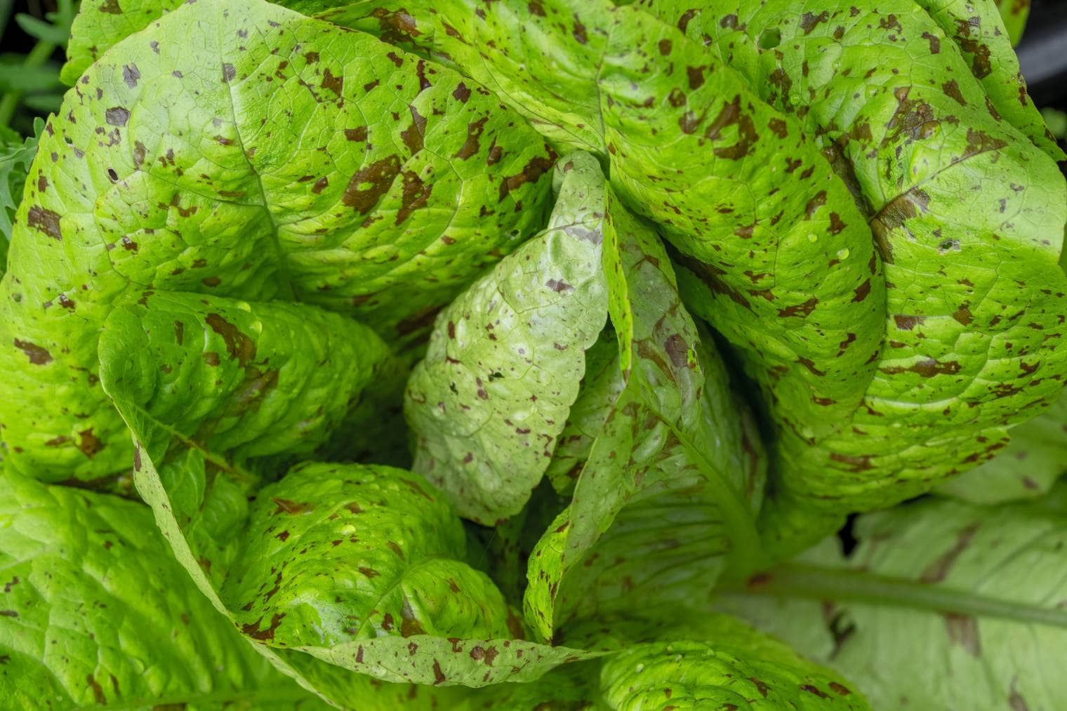 Forellenschluss Lettuce