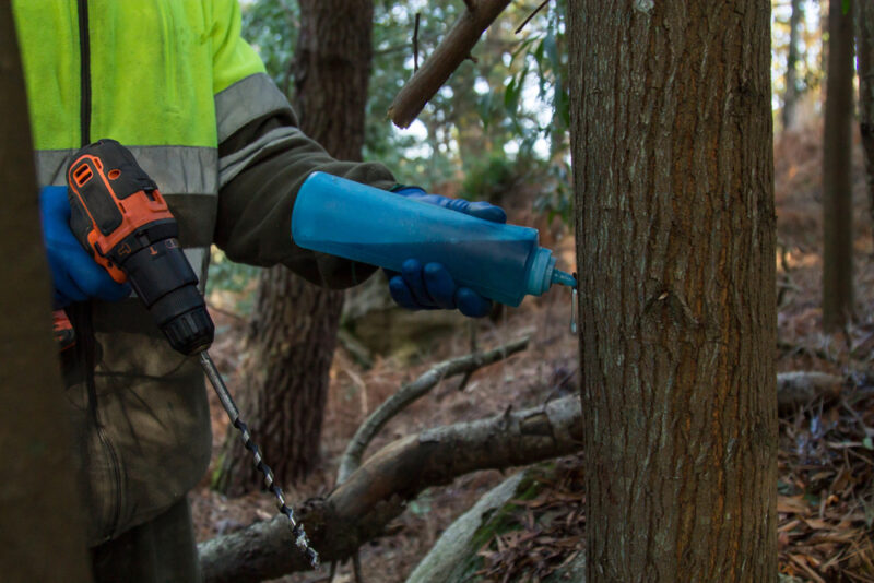 How To Kill A Tree Without Cutting It Down 5 Effective Methods   Forest Worker Drilling Tree By Injecting Chemical Substance To Kill Trees In The Forest Tetxu Shutterstock E1666986234626 