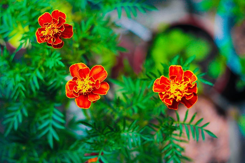french marigold plants