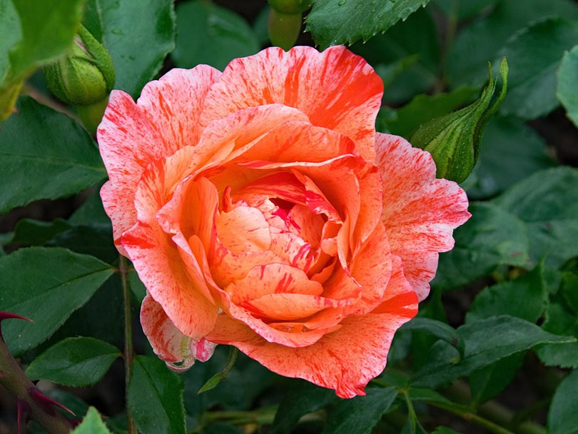 11 Companion Plants for Roses (With Pictures) | House Grail