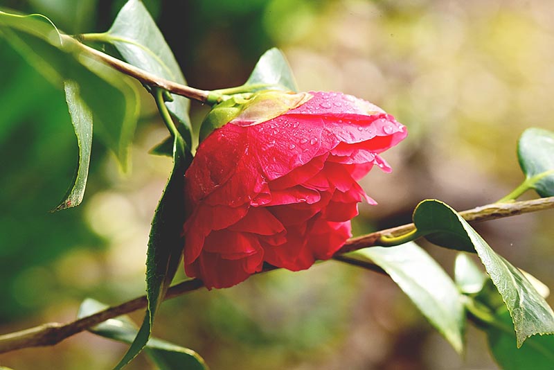 freshly watered camellia