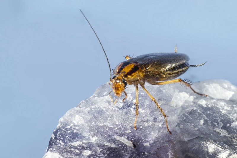 5 Types Of Cockroaches In Massachusetts With Pictures House Grail   German Cockroach Erik Karits Shutterstock 