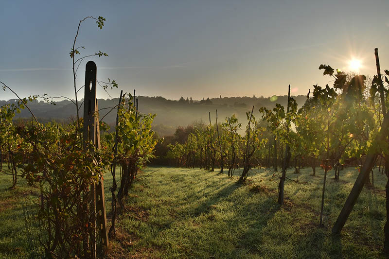 grapevine field