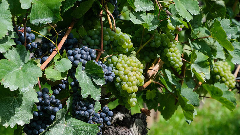 grapevine in a vineyard