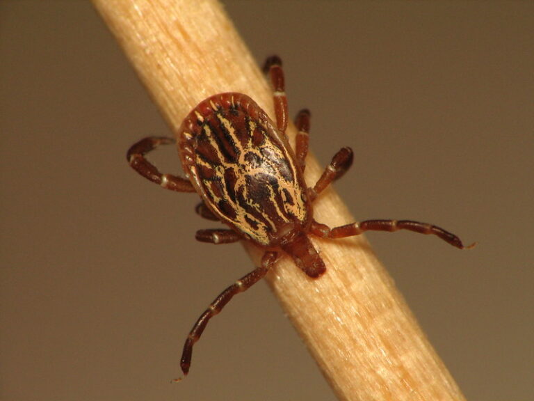 10 Types Of Ticks In Georgia With Pictures House Grail