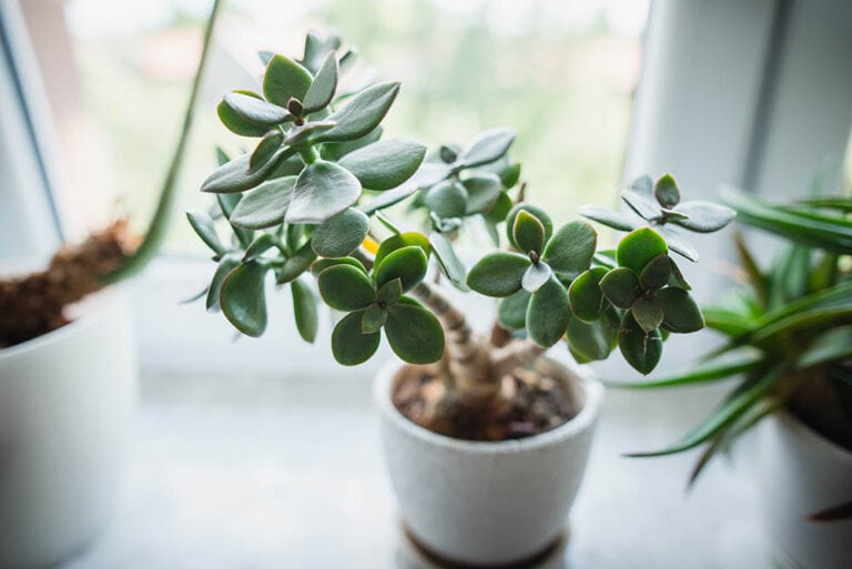 Why Jade Plant Leaves Fall Off 7 Reasons House Grail Jade Plant In White Pot Jus Ol Shutterstock 768x513