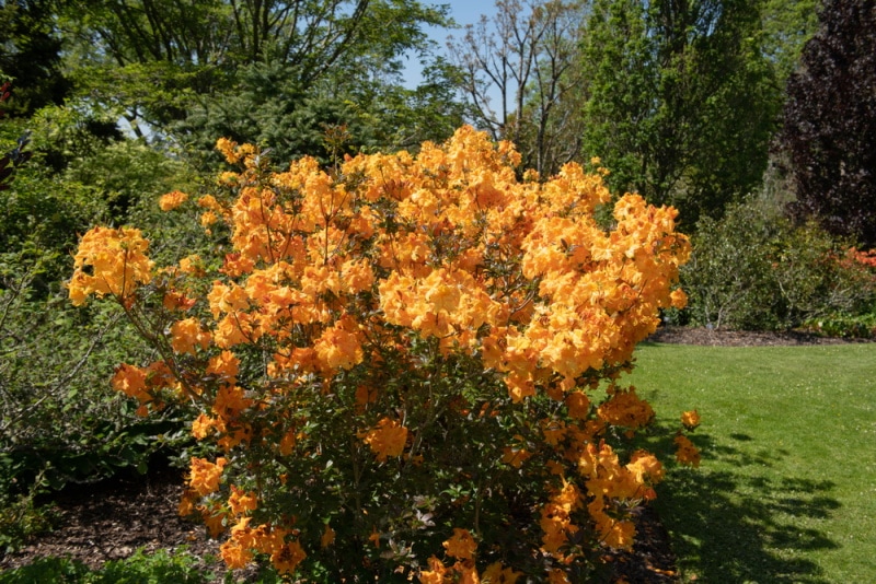 klondyke azalea