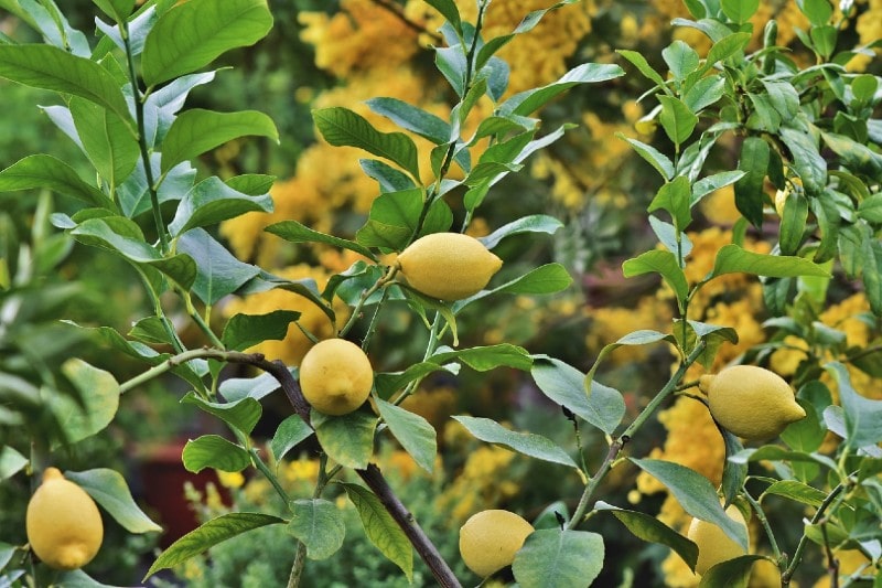 How Much & How Often to Water Lemon Trees? Season & Irrigation House