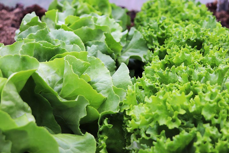 lettuce plants