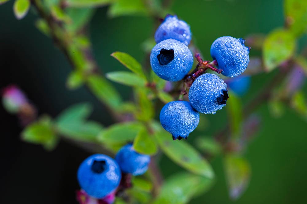 8 Best Blueberry Varieties To Grow At Home (with Pictures) | House Grail