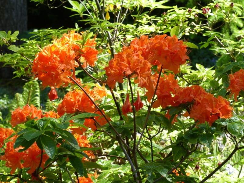 mandarin lights azalea