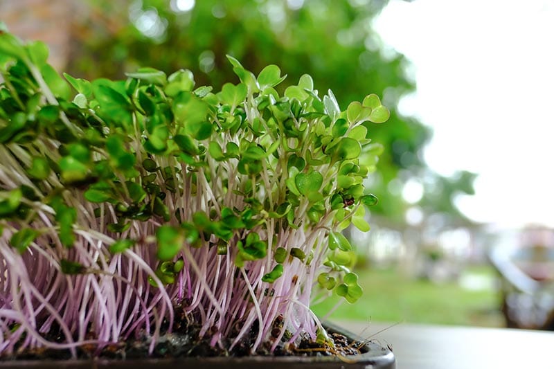 mesclun microgreens