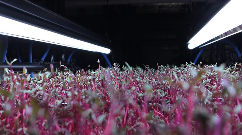 microgreens indoor growing