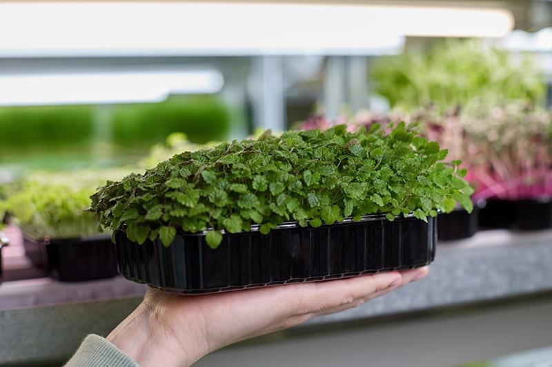 mint microgreens