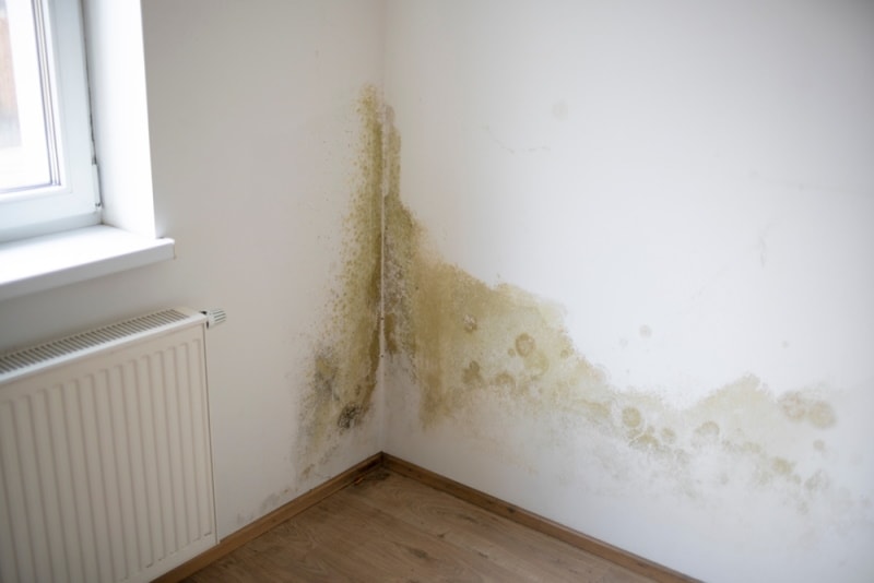 What Does Mold Look Like on Drywall? 7 Signs to Watch Out For House Grail