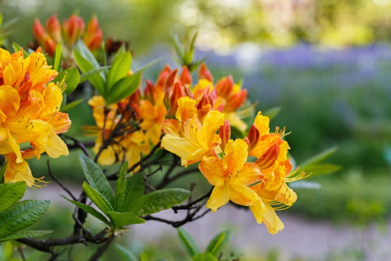 mollis azalea
