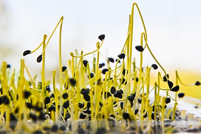 onion microgreens