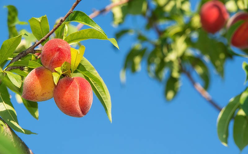 peach tree with blue sky background