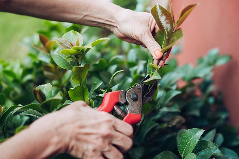 How To Propagate Camellias from Cuttings (8 Expert Tips) | House Grail