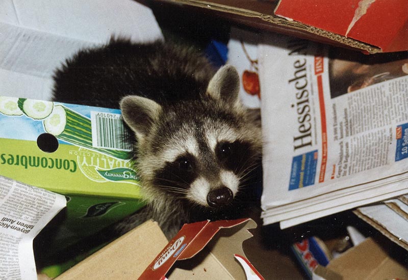 raccoon digging garbage