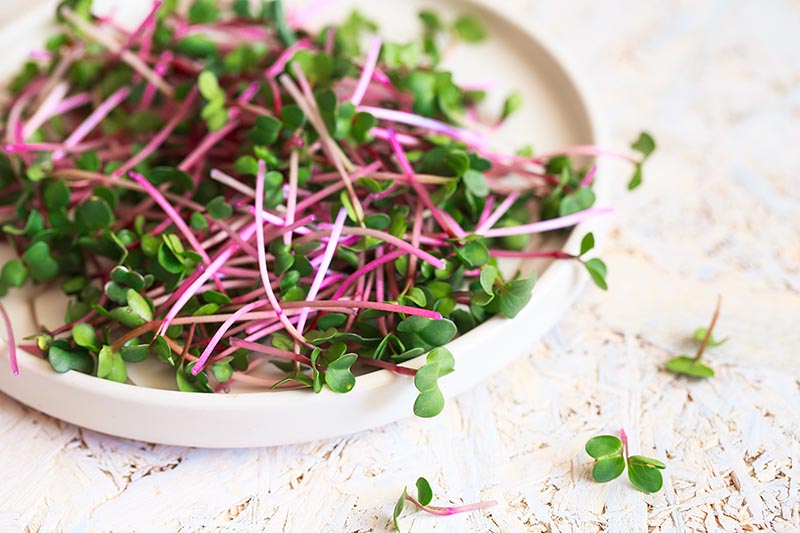 Radish microgreens