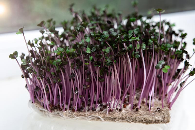 red cabbage microgreens