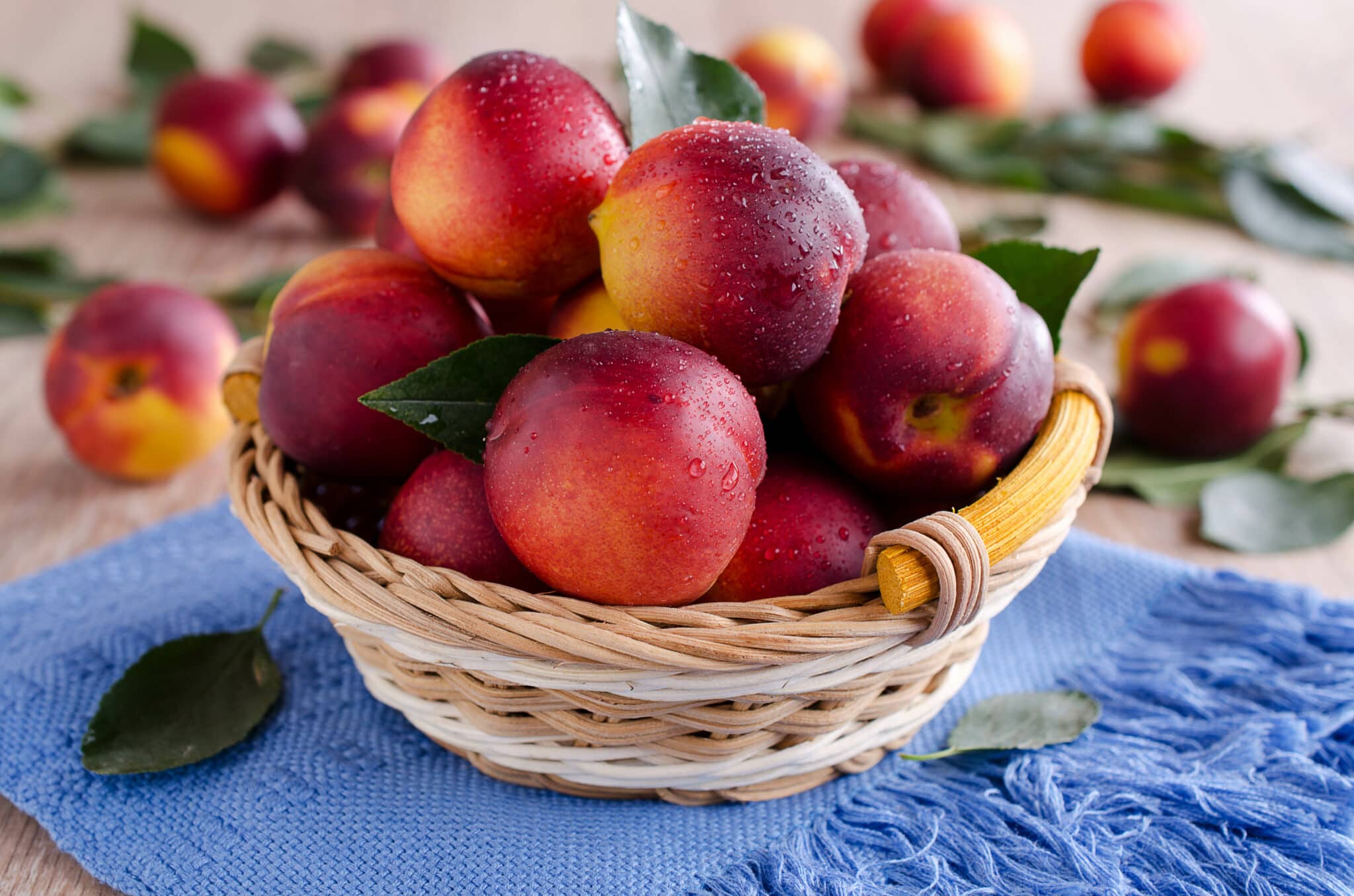 56-nectarine-varieties-an-overview-with-pictures-house-grail