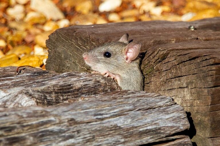 Rats in Missouri Types, Facts, & Tips for Homeowners House Grail