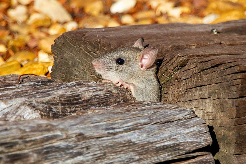 rata de techo se asoma de un bosque