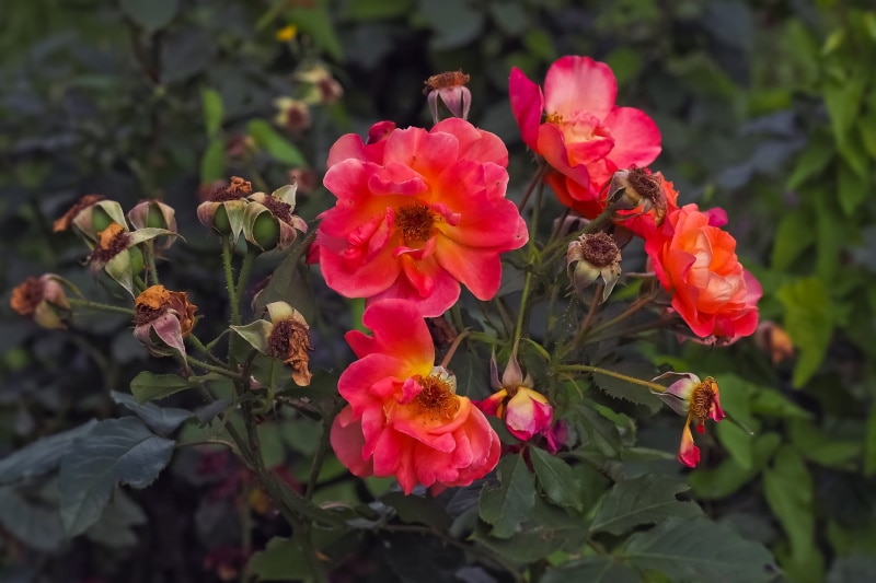 roses in the garden