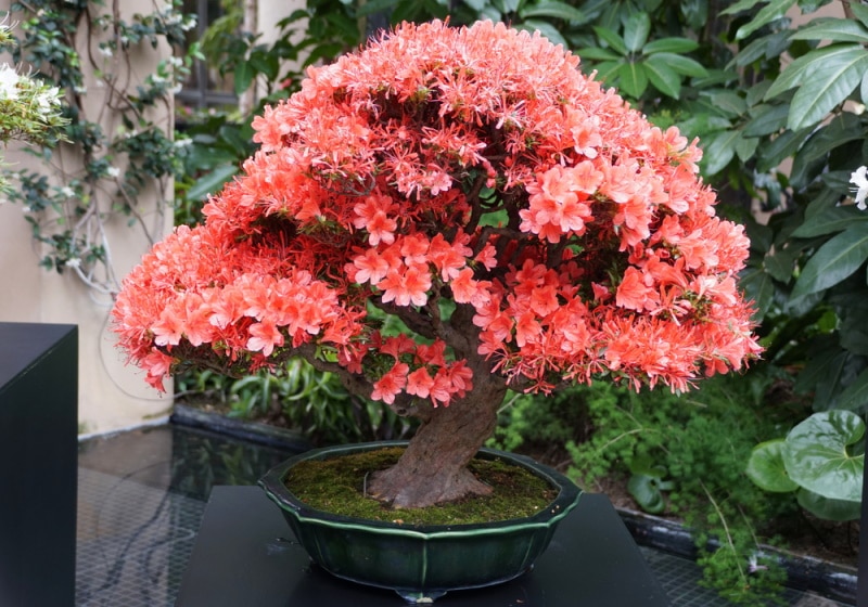 satsuki azalea flower