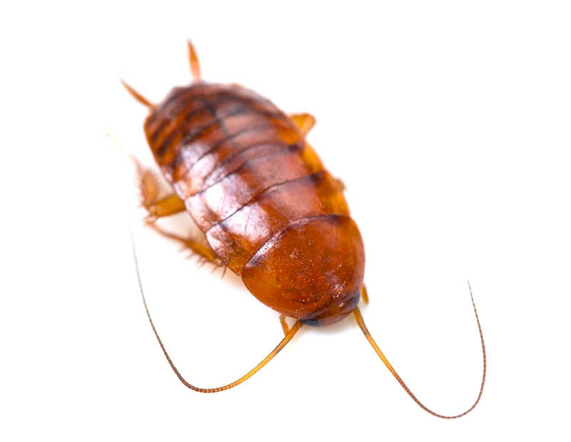 10 Types Of Cockroaches In California With Pictures House Grail   Smokybrown Cockroach Eye Blink Shutterstock  