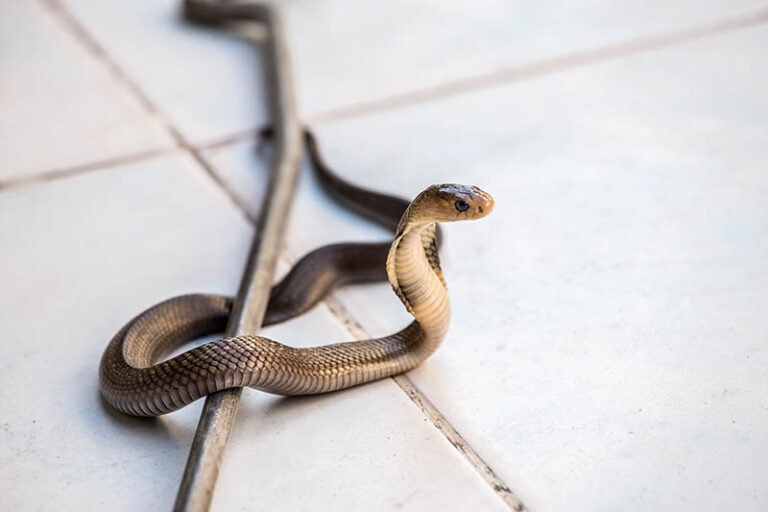 Can Snakes Climb Stairs? What You Should Know House Grail