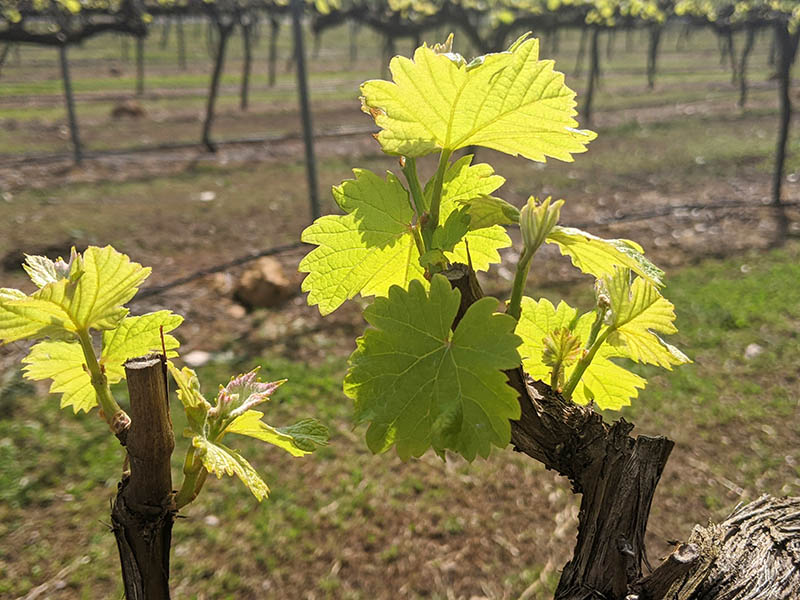 spur pruning of grapevine