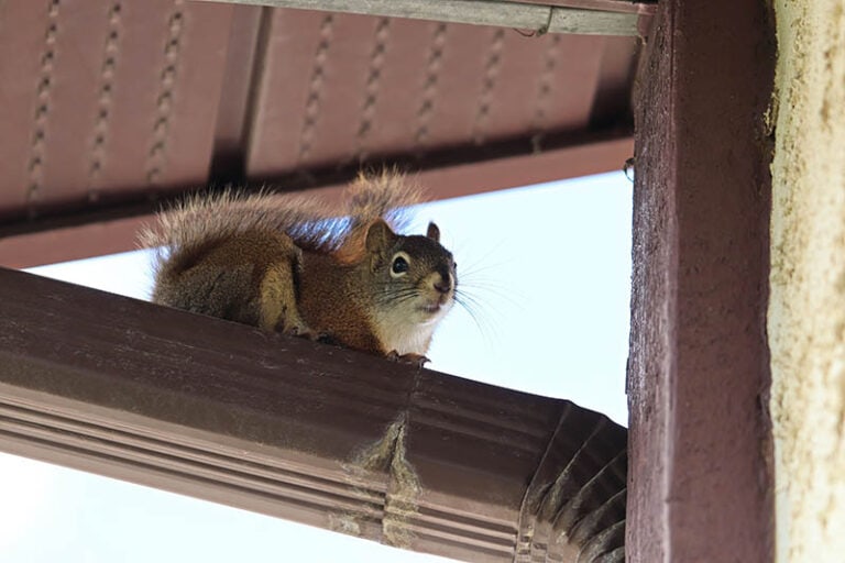 How Do Squirrels Get Into Attics? Everything You Need To Know! | House ...