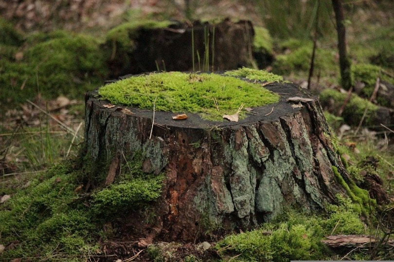 burning tree stumps with diesel