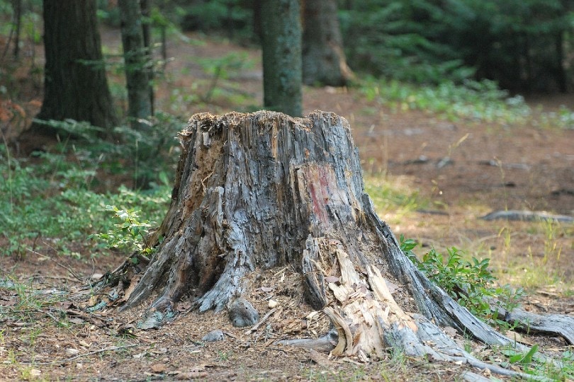 burning tree stumps with charcoal