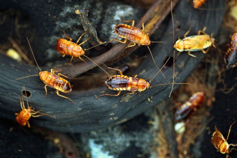 Turkestan cockroaches