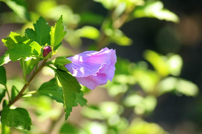 How to Prune Hibiscus 6 Useful Tips, When to Do It & More House Grail