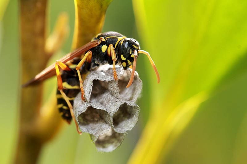 wasp creating his nest