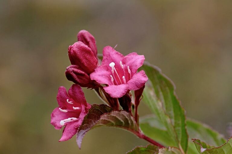 4 Tips On When And How To Prune Weigela House Grail 7048