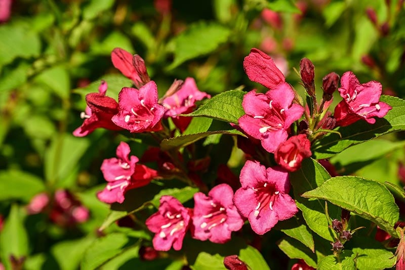 4 Tips on When & How To Prune Weigela | House Grail