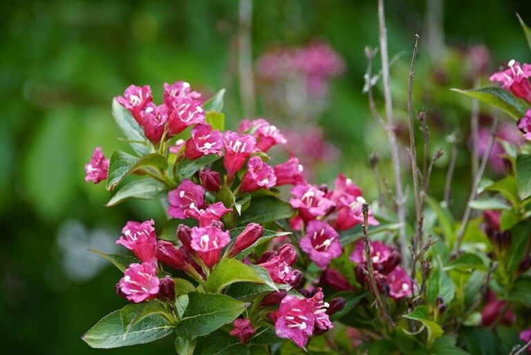 4 Tips on When & How To Prune Weigela | House Grail